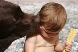 9 Tips for Introducing Dog to Baby: Babies Are Tasty